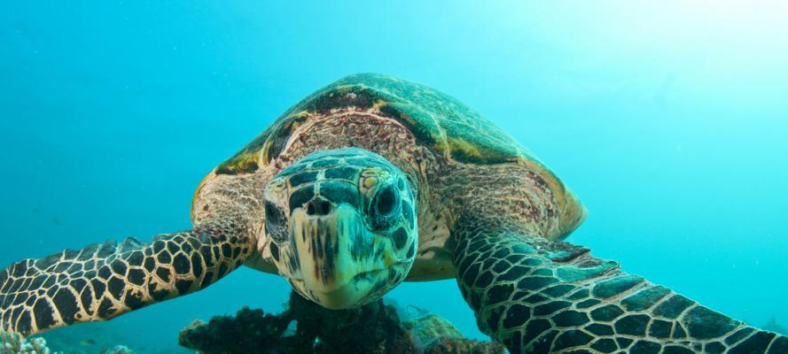 大海龟的饮食习性（探究大海龟的食物来源和饮食习惯）(图1)