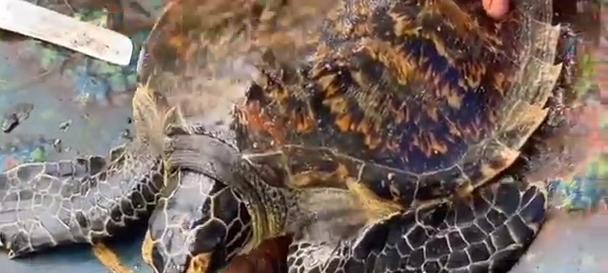 大海龟的饮食习性（探究大海龟的食物来源和饮食习惯）(图2)