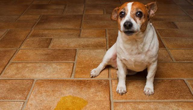 狗狗为何会憋不住屎尿?(探究导致狗狗憋不住屎尿的原因及解决方法)(图2) 狗狗为何会憋不住屎尿?(探究导致狗狗憋不住屎尿的原因及解决方法)(图2)