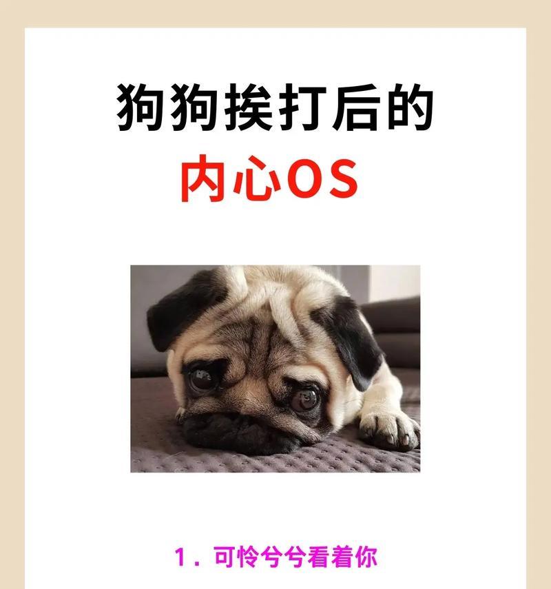 养狗前的必备条件（打造舒适宜居的狗生活环境）(图3)