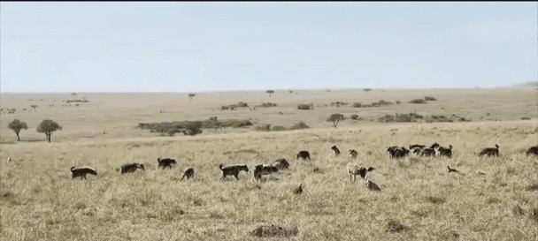 大海龟的饮食习性（探究大海龟的食物来源和饮食习惯）(图3)