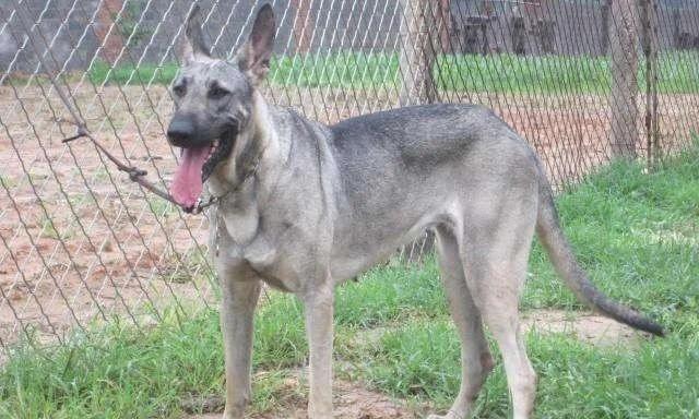 狗狗为何会憋不住屎尿?(探究导致狗狗憋不住屎尿的原因及解决方法)(图1) 狗狗为何会憋不住屎尿?(探究导致狗狗憋不住屎尿的原因及解决方法)(图1)