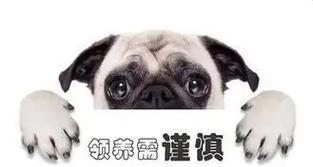 领养狗的注意事项与问题解答（了解狗狗的需求与选择适合自己的伙伴）(图1)