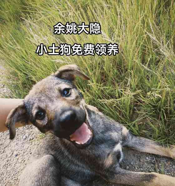 领养狗的注意事项与问题解答（了解狗狗的需求与选择适合自己的伙伴）(图2)