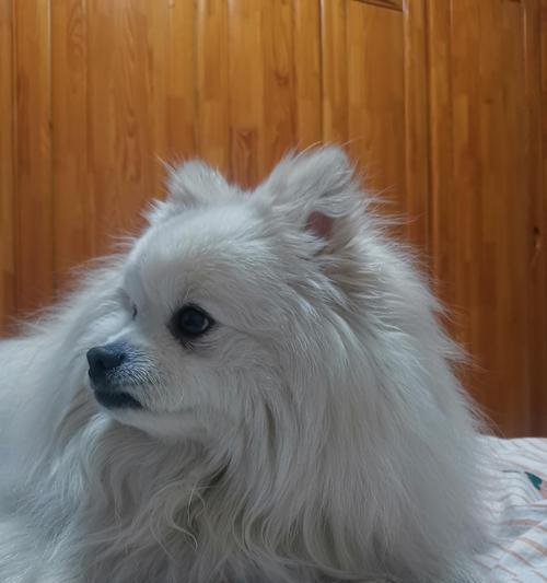 狗狗被咬后会呕吐的原因及处理方法（狗狗被什么咬了会引起呕吐？如何正确处理？）(图2)