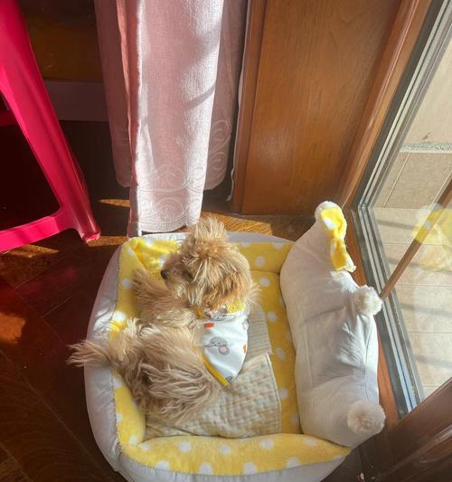 狗狗被咬后会呕吐的原因及处理方法（狗狗被什么咬了会引起呕吐？如何正确处理？）(图3)