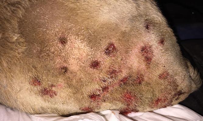 狗狗被咬后会呕吐的原因及处理方法（狗狗被什么咬了会引起呕吐？如何正确处理？）(图1)