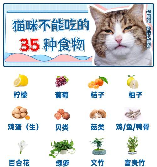 猫咪怀孕期间的饮食需知（哪些食物适合猫咪怀孕期间食用？）(图3)