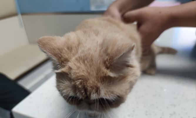 小狗淌鼻子打喷嚏怎么办？寻找有效的药物治疗方法！（解决小狗淌鼻子和打喷嚏的有效药 - 悠悠酷狗网