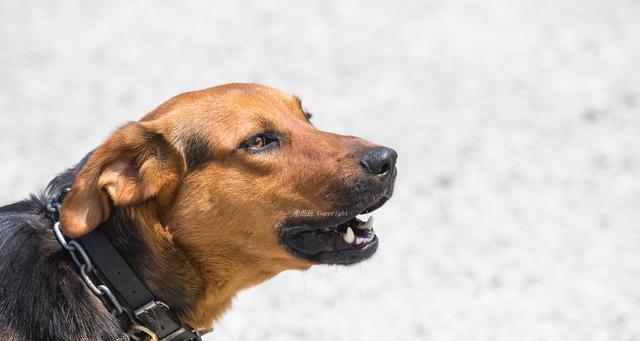 狗狗为什么会露出来怎么办？（了解狗狗露齿行为的原因及应对方法）(图2)