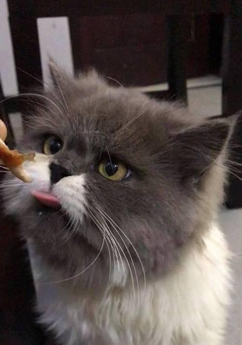 猫咪美味佳肴——自制食物让爱猫更健康（用心为爱猫亲自下厨，让它享受滋味人生）(图3)