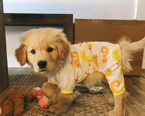 小金毛的奶粉选择（为你的小金毛选择最适合的奶粉）(图1)