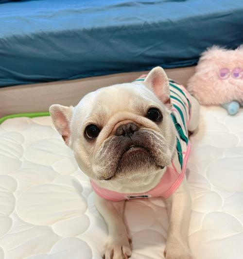 法斗睡觉的注意事项（关于法斗睡觉的一些重要注意事项）(图2)