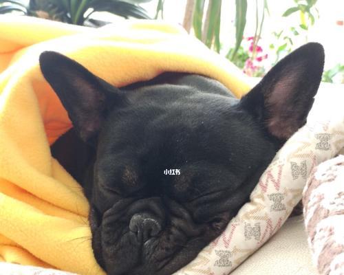 法斗睡觉的注意事项（关于法斗睡觉的一些重要注意事项）(图3)