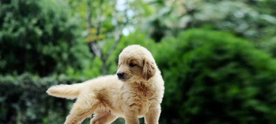 选择何时领养狗狗最佳？（为什么你应该选择在特定时期领养一只可爱的狗狗）(图2)