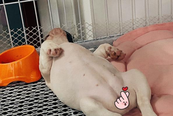 法斗睡觉的注意事项（关于法斗睡觉的一些重要注意事项） - 悠悠酷狗网