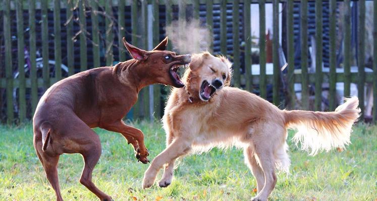 选择何时领养狗狗最佳？（为什么你应该选择在特定时期领养一只可爱的狗狗）(图1)