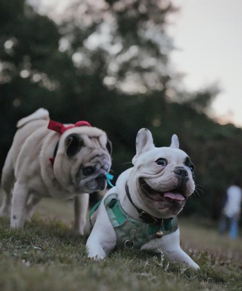 大狗的饮食需求（了解大狗的食物需求，为它提供最佳饮食） - 悠悠酷狗网