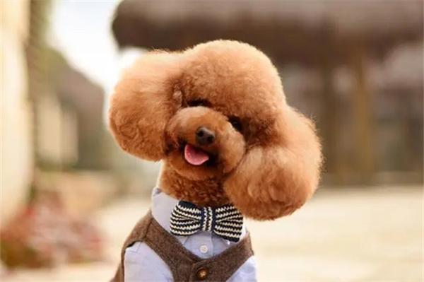 狗狗嘴里有臭味怎么办？ - 悠悠酷狗网