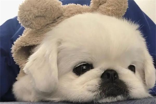 狗狗被冻到站不起来了怎么办？ - 悠悠酷狗网