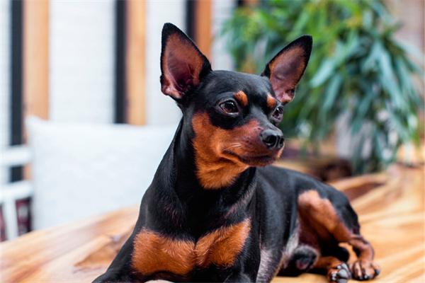 狗狗不爱粘人怎么办？(图2)