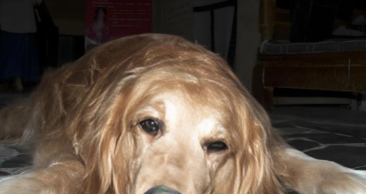 狗狗胃炎的饮食注意事项（以吃什么吐什么为原则，给狗狗更好的护理） - 悠悠酷狗网