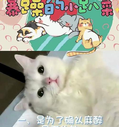揭秘猫咪呕吐的原因（探究猫咪呕吐的种种情况与解决方法）(图2)