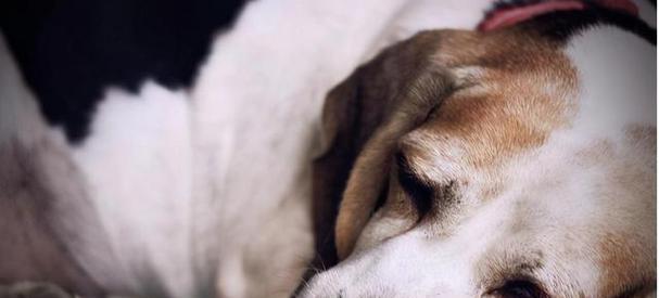 如何帮助你的狗狗克服恐惧（狗狗不知道在害怕什么东西？这是如何解决的！）(图3)