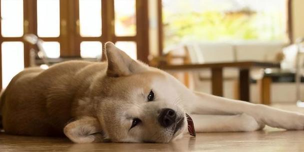 如何帮助你的狗狗克服恐惧（狗狗不知道在害怕什么东西？这是如何解决的！）(图1)