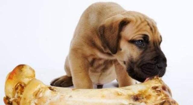 小狗受伤后如何处理？（选择正确的药物来帮助小狗恢复健康）(图1)