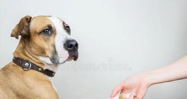 小狗受伤后如何处理？（选择正确的药物来帮助小狗恢复健康）(图2)