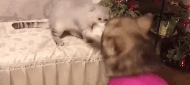 大狗生完吃点什么东西怎么办？（为你的宠物提供适当的饮食和护理） - 悠悠酷狗网