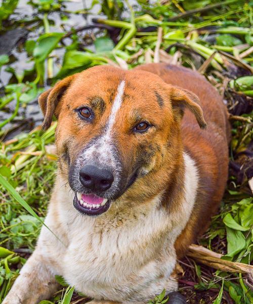 狗狗两个月得了犬瘟病,注意这些症状!(详细了解犬瘟的常见症状与治疗方法)(图1) 狗狗两个月得了犬瘟病,注意这些症状!(详细了解犬瘟的常见症状与治疗方法)(图1)