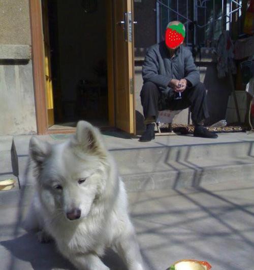 老血狗的含义及象征意义（传承与忠诚的化身——老血狗的内涵与价值）(图2)