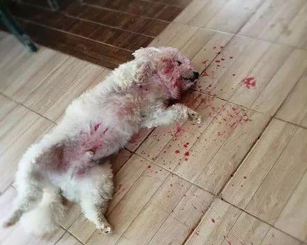 老血狗的含义及象征意义（传承与忠诚的化身——老血狗的内涵与价值） - 悠悠酷狗网