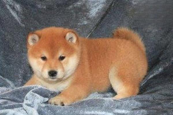 腹膜炎(犬猫) - 悠悠酷狗网