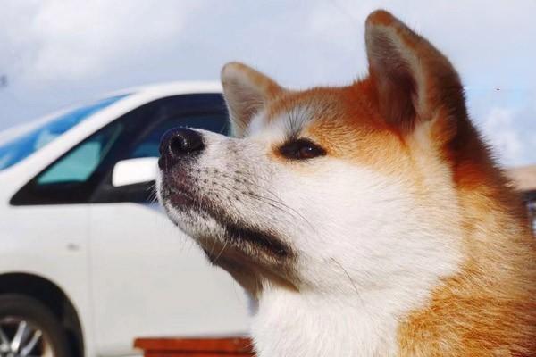 犬猫脾脏破裂 - 悠悠酷狗网