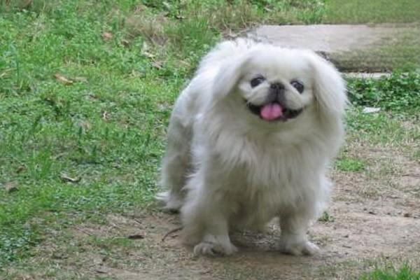 犬猫肛门囊炎 - 悠悠酷狗网