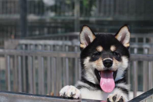 犬猫急性胰腺炎 - 悠悠酷狗网