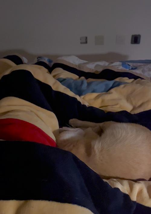 揭秘猫为何打呼噜的奥秘(探究猫打呼噜现象的原因和意义)(图2) 揭秘猫为何打呼噜的奥秘(探究猫打呼噜现象的原因和意义)(图2)