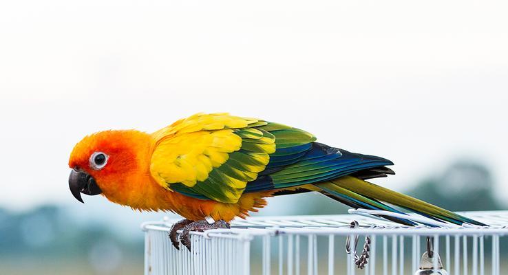 鹦鹉鱼苗的饲养之道（科学饲养让鹦鹉鱼苗健康成长）(图2)