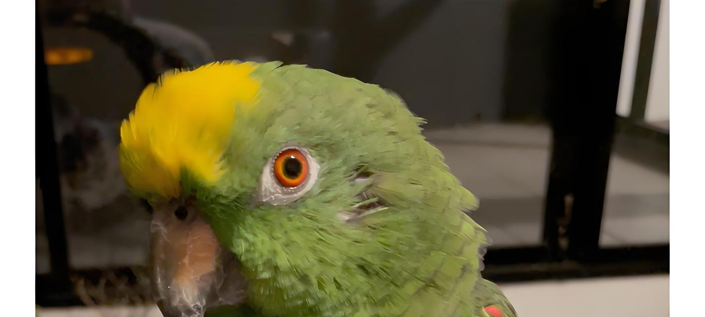 鹦鹉鱼苗的饲养之道（科学饲养让鹦鹉鱼苗健康成长）(图3)