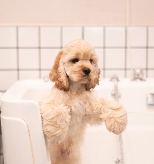 狗狗吐了，吃什么东西？（了解狗狗吐出物的成因与应对方法） - 悠悠酷狗网