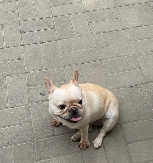 狗狗吐了，吃什么东西？（了解狗狗吐出物的成因与应对方法）(图3)