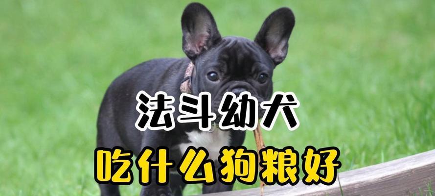 如何选择性价比高的狗粮供应可卡成犬（了解可卡成犬的饮食需求，选择合适的狗粮品牌和类型）(图3)
