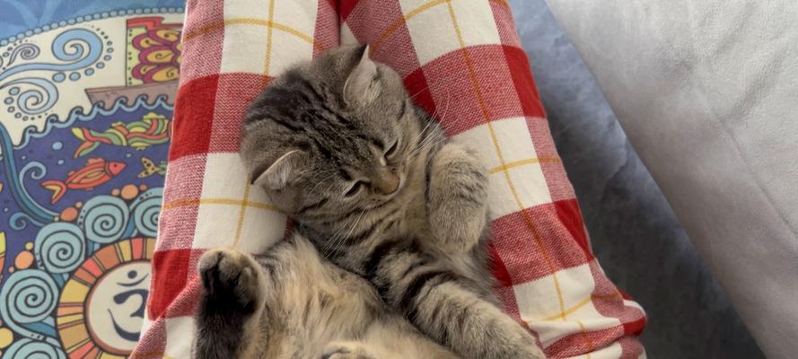 揭秘猫为何打呼噜的奥秘(探究猫打呼噜现象的原因和意义)(图1) 揭秘猫为何打呼噜的奥秘(探究猫打呼噜现象的原因和意义)(图1)