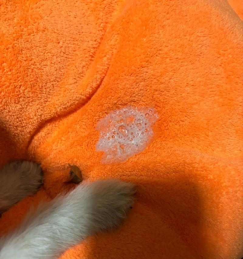 狗狗吐了，吃什么东西？（了解狗狗吐出物的成因与应对方法）(图2)