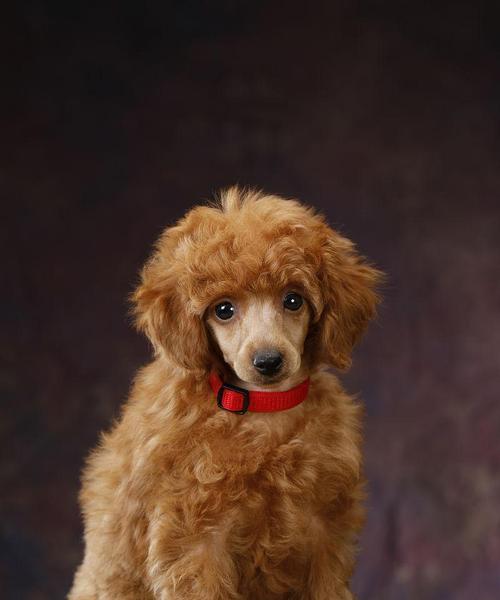 探寻神秘之美——棕色宠物狗的品种及特点（揭秘棕色宠物狗的独特魅力，了解其品种及特 - 悠悠酷狗网