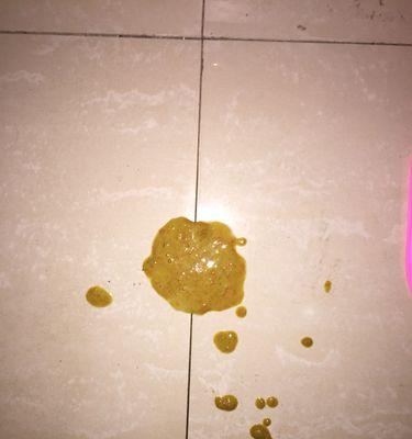 泰迪狗吐食症状及治疗方法全解析（寻找解决泰迪狗吐食问题的最佳药物及措施） - 悠悠酷狗网