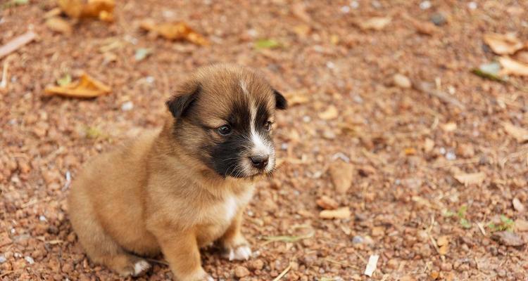 探寻神秘之美——棕色宠物狗的品种及特点（揭秘棕色宠物狗的独特魅力，了解其品种及特点）(图2)